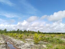 Hutan Terus Dibabat demi Sawit, Perusahan Sawit PT. HBA Diduga Masuk Hutan Lindung