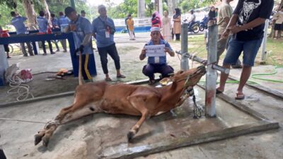 Masjid Al Huda Komplek Metalurgi PT Timah Tbk Sembelih Delapan Ekor Sapi