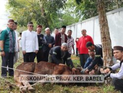 Pemprov. Kep. Babel Potong 29 Ekor Sapi Kurban Iduladha 1444 Hijriah