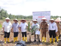 Penanaman Sagu Jadi Solusi Pengolahan Lahan Bekas Tambang