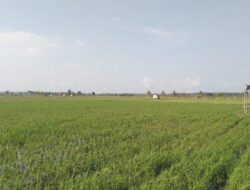 Kekeringan Ancam Sawah Seluas 230 Hektare di Desa Serdang, Bangka Selatan