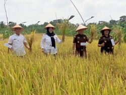 Panen Padi di Desa Rias Upaya Mewujudkan Lumbung Pangan di Provinsi Bangka Belitung