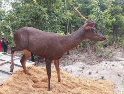 PT Timah Tbk Kembali Datangkan Sepuluh Indukan Rusa ke Penangkaran Batu Besi Belitung Timur