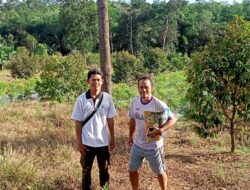 Kebun Durian Terbesar dan Wisata Edukasi Pertanian di Bangka Selatan