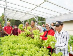 Kelompok Wanita Tani Kemuning Panen Sayuran, Pj Wali Kota Pangkalpinang : Usaha Untuk Mencegah Inflasi