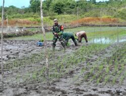 Babinsa Tanjung Labu Terlibat Aktif dalam Pendampingan Petani Padi untuk Mewujudkan Swasembada Pangan