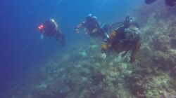 PUWSI Himbau Operator Scuba Diving Berikan Pelayanan Berkualitas Dan Peduli Keselamatan