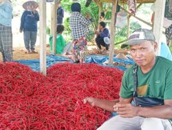 Panen Melimpah dari Kebun Cabai Mosa Bapak Mulyadi: Kisah Sukses Petani Lampung di Pulau Besar