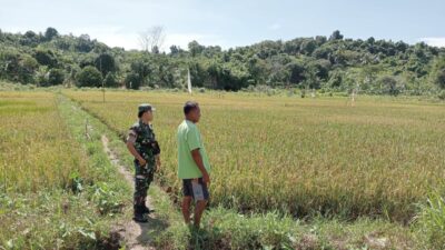 Babinsa Koramil 432-04/Kep. Pongok Berikan Dukungan pada Petani Padi Sawah di Desa Pongok