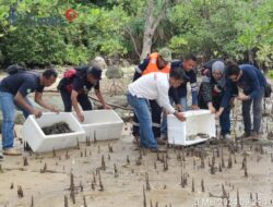 Jaga Ekosistem Kepiting Bakau, PT Timah Kembali Lepaskan 400 Ekor Bibit Kepiting di Perairan Kundur 03 May 2024