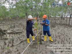 Pastikan Mangrove yang Ditanam di Pulau Kundur Tumbuh Dengan Baik, PT Timah Rutin Lakukan Pemantauan