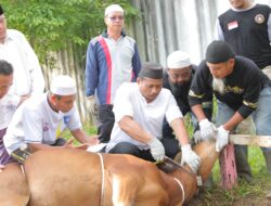 Pj Sekda Fery Afriyanto Sembelih Hewan Kurban Idul Adha 1445 H