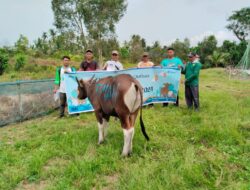 PT Timah Serahkan Puluhan Hewan Kurban untuk Warga Bangka Tengah