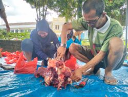 Idul Adha 1445 Hijriyah, PWI Babel Potong 13 Hewan Qurban