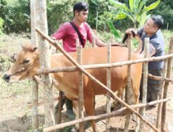 Petugas Dinas Pertanian Cek Kebuntingan Sapi di Desa Pasir Putih, Kecamatan Tukak Sadai