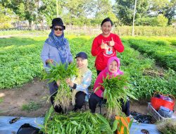 Pj Ketua TP PKK Safriati Layani Langsung Pembeli Hasil Panen Kebun PKK Cikar