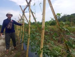 PT Timah Bersama Kelompok Tani Pemuda Harapan Desa Belo Laut Tanam Pohon Buah-buahan