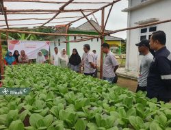 PT Timah Gandeng Kelompok Lanjut Bestari Tanam Sayuran